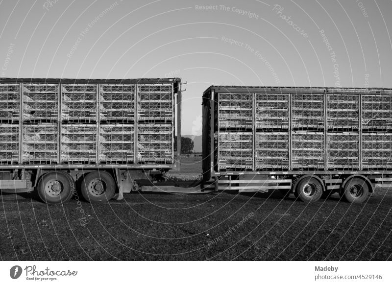 Schwerer Lastzug mit Zwillingsreifen und Tamdemanhänger eines Viehtransporter für Geflügel auf einer Wiese im Licht der Abendsonne im Dorf Maksudiye bei Adapazari in der Provinz Sakarya in der Türkei, fotografiert in neorealistischem Schwarzweiß