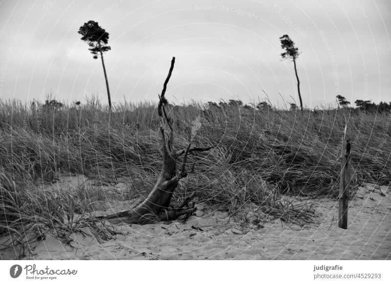 Darßer Weststrand Schwarzweißfoto Idylle wild natürlich Ferien & Urlaub & Reisen Erholung Sand Gras Baum Natur Meer Stranddüne Landschaft Wind