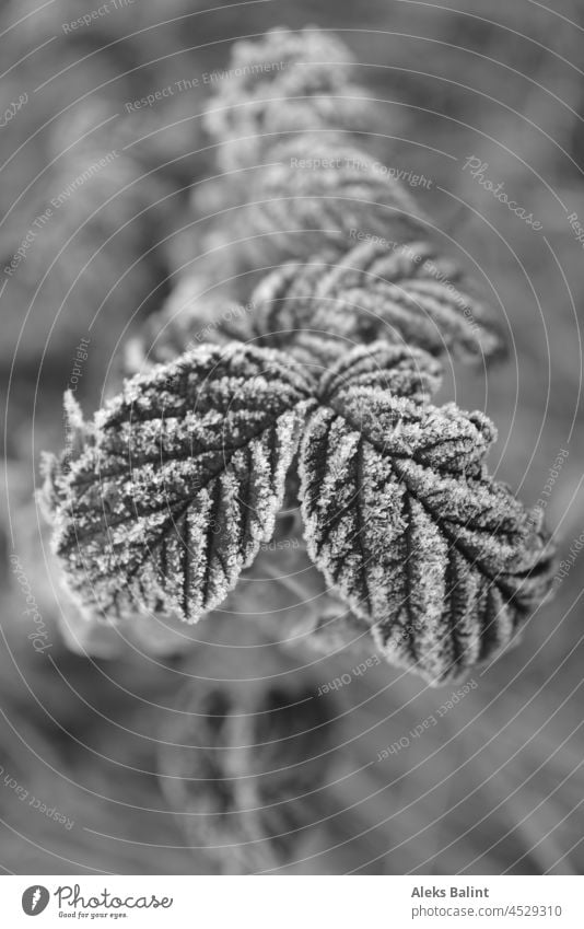 Himbeerblätter mit Raureif in schwarzweiß Frost kalt frieren Außenaufnahme Natur Nahaufnahme Pflanze Kristallstrukturen Herbst Schwarzweißfoto