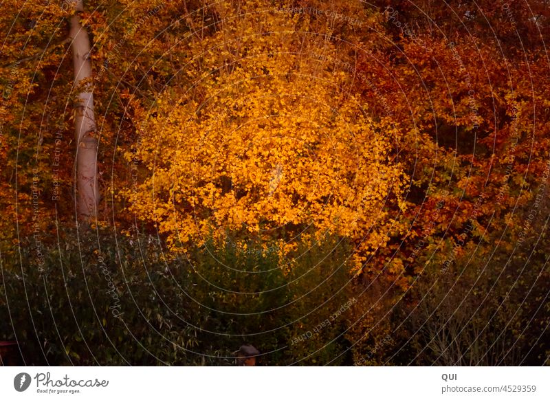 Hinter der Hecke Herbst Herbstlich Wald Gold Gelb rot Außenaufnahme Farbfoto gelb Herbstfärbung Sonnenlicht Herbstwald Tag Umwelt Schönes Wetter Menschenleer