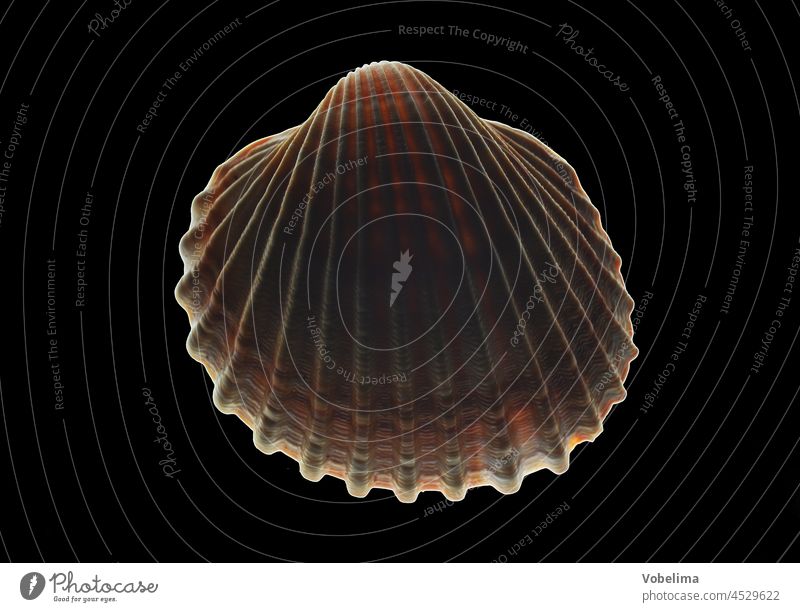 Muschel vor schwarzem Hintergrund mollusken muschel tier tiere weichtier beleuchtung licht hintergrund durchlicht Bivalvia schale kalkschale herzmuschel
