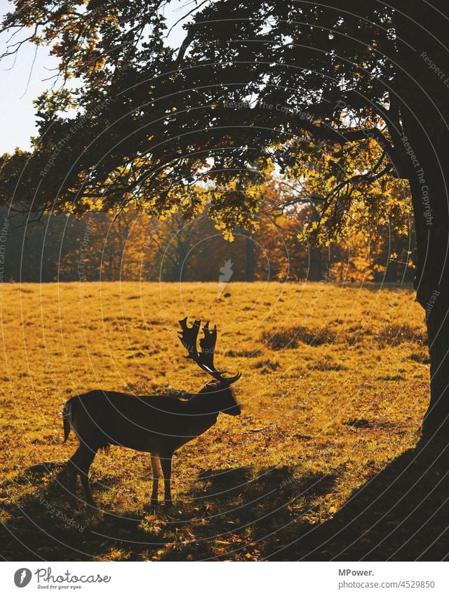 der Hirsch hirsch Wildtier Herbst Tierporträt Natur Gras Menschenleer Säugetier Wald Horn Geweih Wiese beobachten Jagd Tierwelt Bock Wildnis grün Umwelt