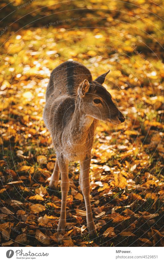 das Reh Wildtier Säugetier Tier Außenaufnahme Farbfoto Natur Wiese Wald Tierporträt Jungtier Fell natürlich Jagd beobachten Blick