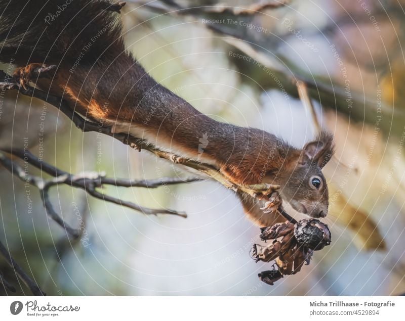 Eichhörnchen reckt und streckt sich nach Nüssen am Baum Sciurus vulgaris Kopf Maul Auge Pfote Krallen Tiergesicht Fell Baumstamm Fressen festhalten Neugier