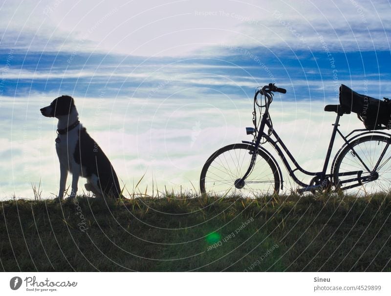 Radtour mit Hund Fahrradtour Fahrradfahren Zyklus Fahrräder Damenfahrrad Radfahren mit Hund männlich vierbeinige Freunde Gassi gehen Hund rund Unterbrechung