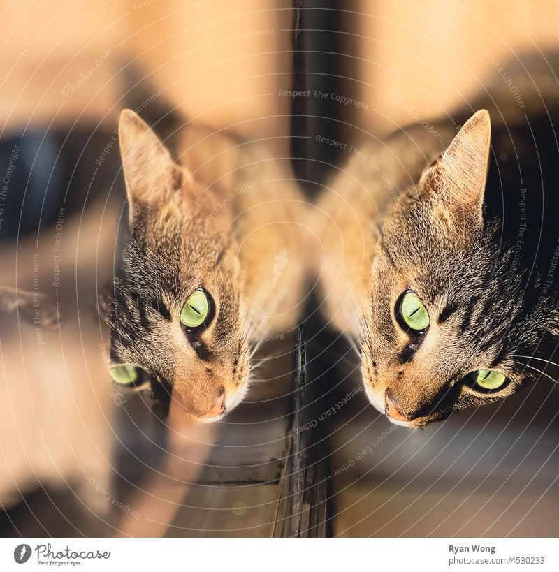 Die Reflexion einer Katze. Tier Haustier Katzenbaby katzenhaft niedlich Kätzchen Tabby Fell Auge Haustiere heimisch Blick Porträt Tiere Säugetier schön Fenster