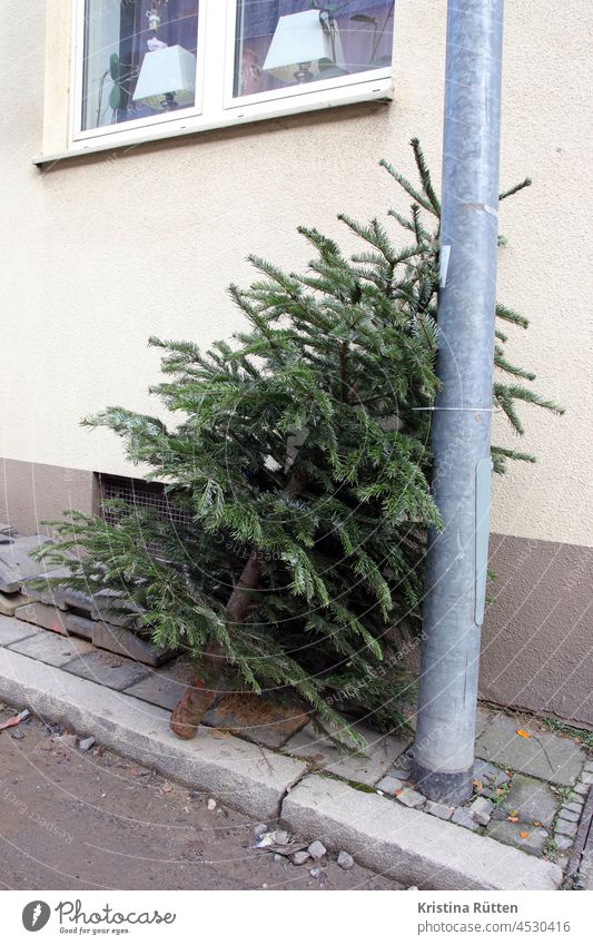 ausgedienter weihnachtsbaum am straßenrand tannenbaum christbaum knut müll rauswurf rausgeworfen entsorgen wegschmeissen weihnachten weihnachtsfest ende vorbei