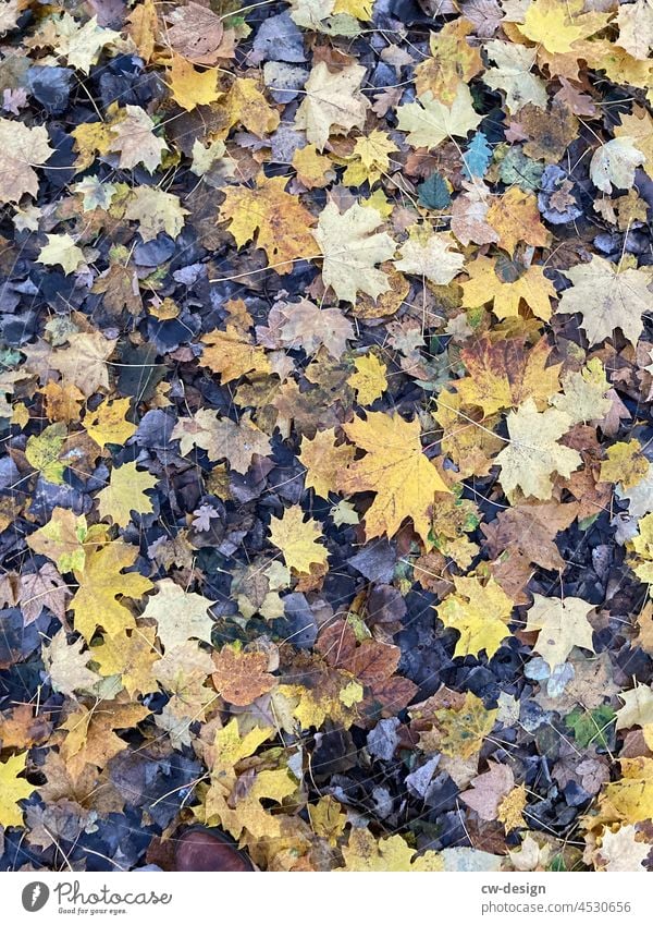 1300 bunte Blätter Herbst Laub Kastanie Kastanienblätter herbstlich Natur Herbstlaub Herbstfärbung Wald Herbstbeginn Außenaufnahme Menschenleer Farbfoto gelb