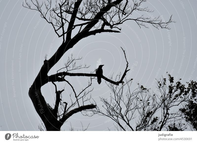 Krähe auf kahlem Baum Vogel Rabe Rabenvögel Rabenvogel Winter Herbst schwarz Himmel Tier Natur Ast Kontrast sitzen Scherenschnitt Baumkrone sitzend natürlich