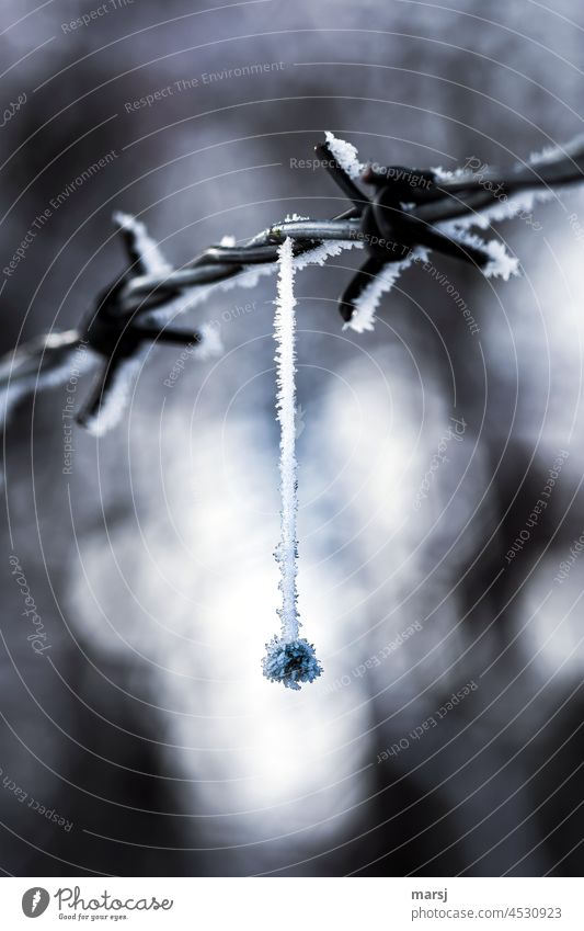 Eisbommel an einem Stacheldraht Winter Eiskristall Frost gefroren Stacheldrahtzaun authentisch kalt außergewöhnlich Licht Kristalle dünn einzigartig natürlich