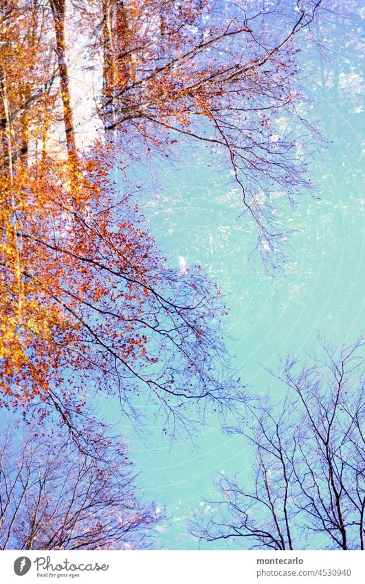 Baumkronen und Geäst im Herbst Doppelbelichtung Herbstlaub Herbstleuchten Herbstwetter herbstlich Laub Umwelt Wärme Landschaft Natur Schönes Wetter