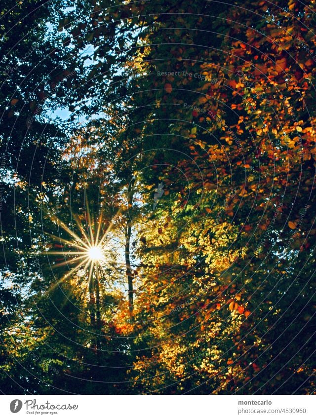Sonnenstrahlen leuchten in den buntgefärbten Herbstwald Herbstlaub Herbstwetter Sonnenlicht Gegenlicht Schönes Wetter Baum herbstlich Laub Wärme hell Landschaft