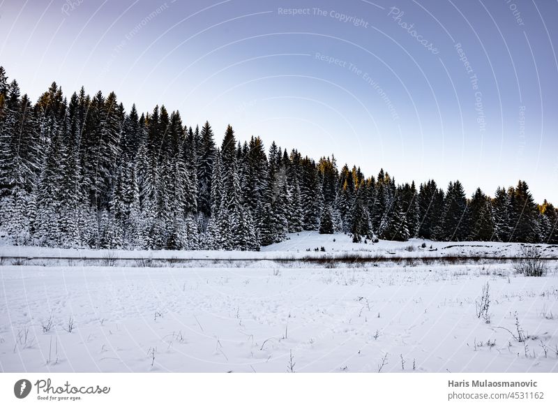 blaue Stunde mit schneebedeckten Bäumen atmosphärisch Hintergrund schön Schönheit Schneesturm kalt cool Land Deckung Kurve Tag Dezember Umwelt Wald Frost