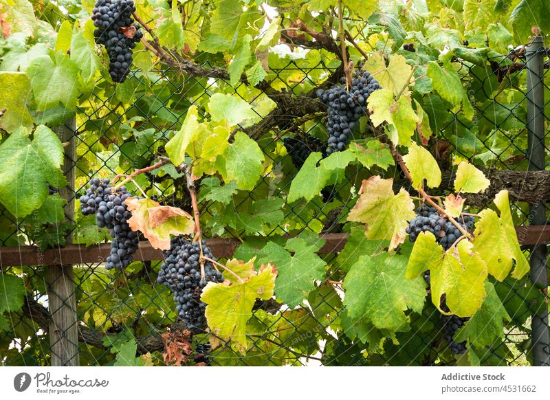 Trauben von reifen Trauben wachsen durch den Zaun Weinberg Obstgarten Ackerbau Garten kultivieren Agronomie Weinbau Schonung üppig (Wuchs) Weinrebe Bauernhof