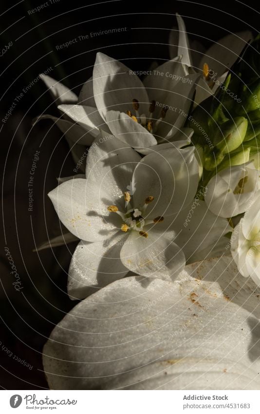 Weiße Eustoma-Blüte mit zarten Blütenblättern eustoma Lilien Blütezeit Blume üppig (Wuchs) weiß Blütenblatt Textur geblümt duftig vegetieren Prärie-Enzian
