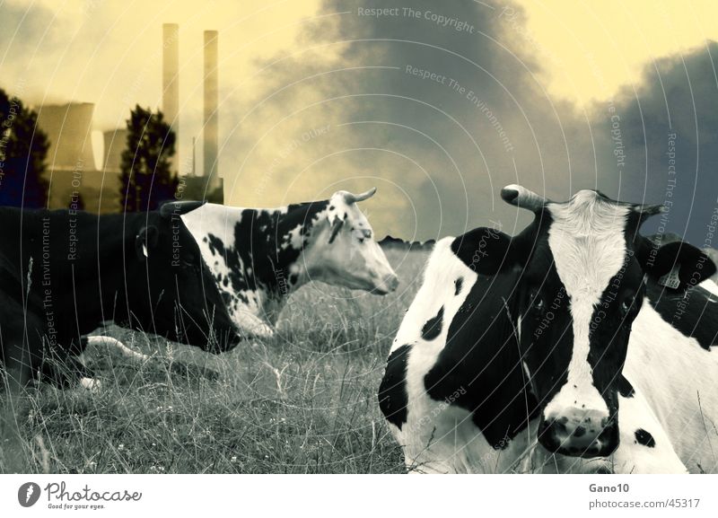 Biomilch Kuh Luftverschmutzung Umwelt Umweltverschmutzung Stromkraftwerke Landschaft dreckig Rauch Energiewirtschaft