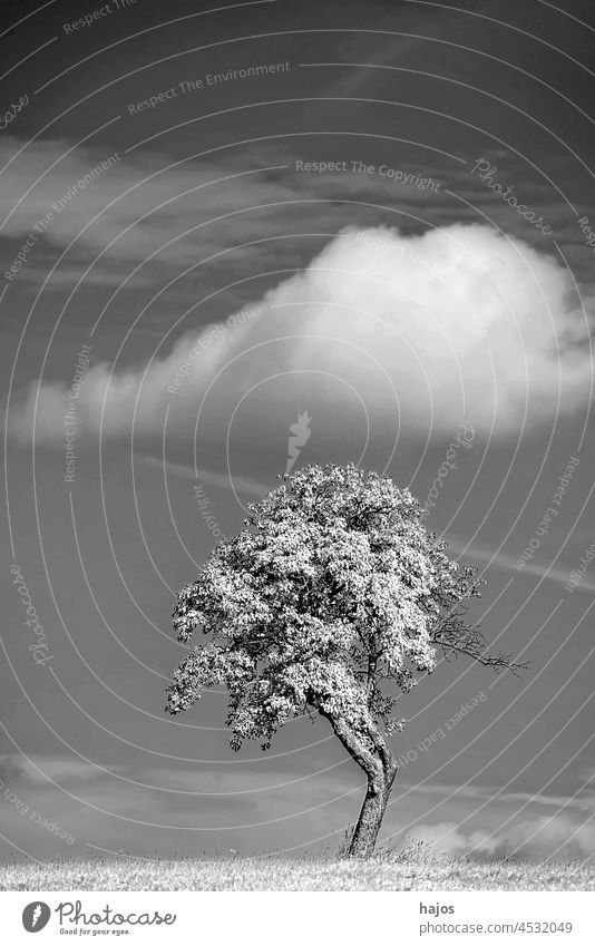Baum mit Wolken in einer Infrarotaufnahme merkwürdig Single schwarz auf weiß Monochrom Ackerbau Cloud Land Landschaft Umwelt Gras Wachstum idyllisch einsam