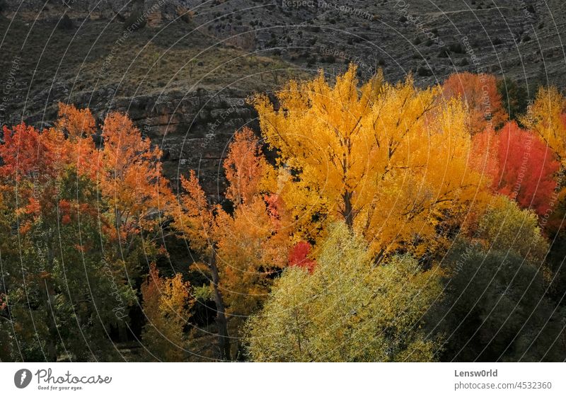 Farbenprächtige Bäume im Herbst in Spanien Herbstlandschaft Herbstlaub schön farbenfroh Umwelt fallen Laubwerk Landschaft Blatt natürlich Natur orange im Freien
