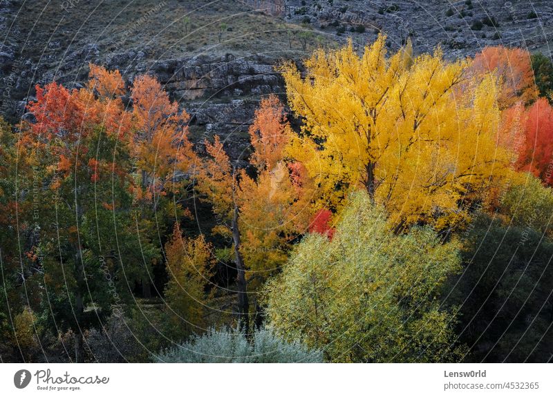 Farbenprächtige Bäume im Herbst in Albarracin, Spanien albarracin schön farbenfroh fallen Wald Landschaft Blatt natürlich Natur orange rot Saison Baum gelb