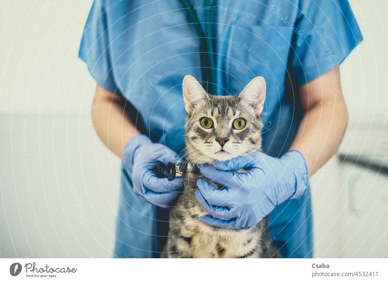 Tierärztin untersucht eine Katze mit Stethoskop Veterinär Tierarzt Einspritzung Impfung Kätzchen Arzt Geben Katzenbaby Haustier Krankenhaus Impfstoff Medizin