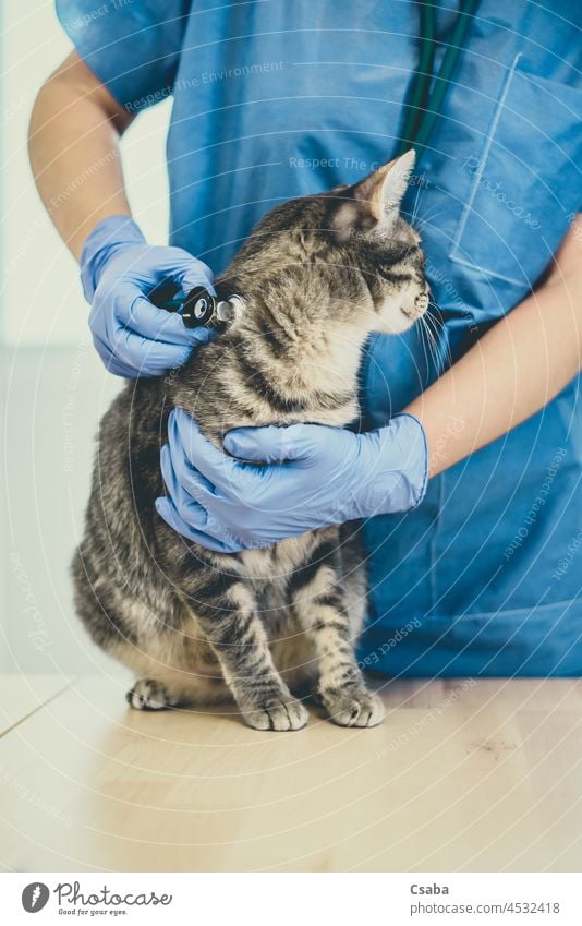 Eine Tierärztin gibt einer grauen Katze eine Injektion Veterinär Tierarzt Einspritzung Impfung Kätzchen Arzt Geben Katzenbaby Haustier Krankenhaus Impfstoff