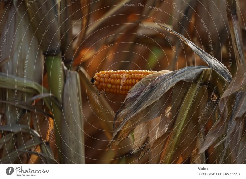Maiskolben auf dem Feld im Herbst Ackerbau Hintergrund Biodiesel Nahaufnahme Kolben Farbe Ernte Bauernhof Landwirtschaft Flora Lebensmittel fossil frisch