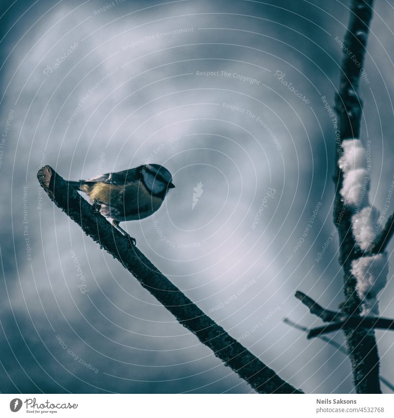 Blaumeise Cyanistes caeruleus auf einem Ast in Waldnähe im Winter sitzend blau Titte Vogel Ball Talg Cyanisten Meise Sonnenblume Korn Garten Holz Zuführung