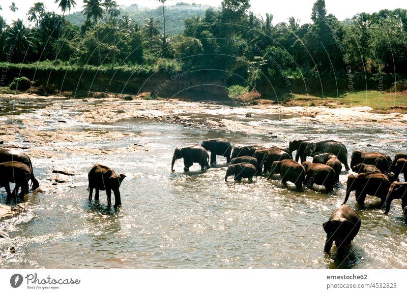 Pinnawale Elefanten Waisenhaus auf Sri Lanka waisenhaus Fluss Flussufer Elefantenbaby Elefantentreffen Elefantenherde Elefantenkuh Elefantenohr Elefantenohren