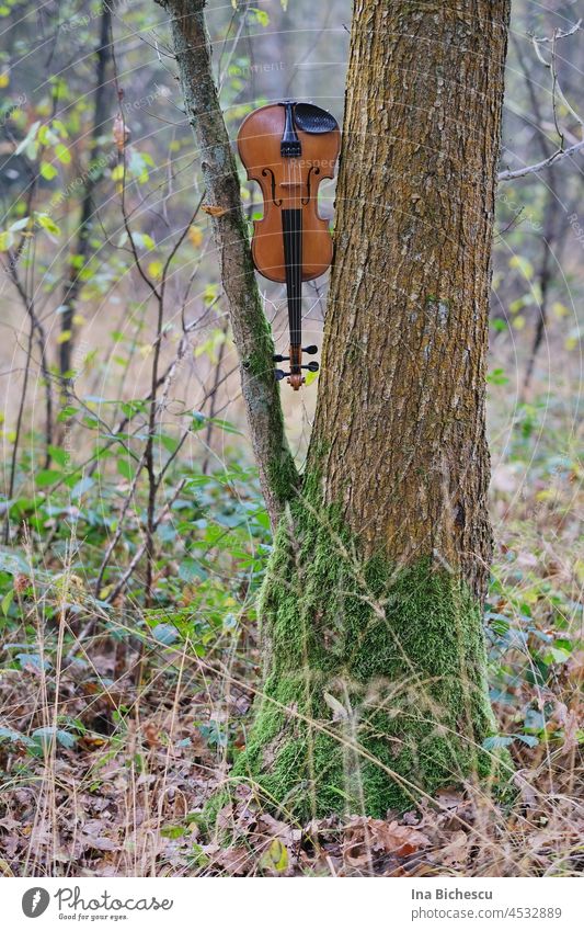 Eine Geige hängt mit der Schnecke nach unten zwischen ein dünner Ast und und der breite Stamm eines Baumes. violine baum ast stamm natur musik natürlich klang