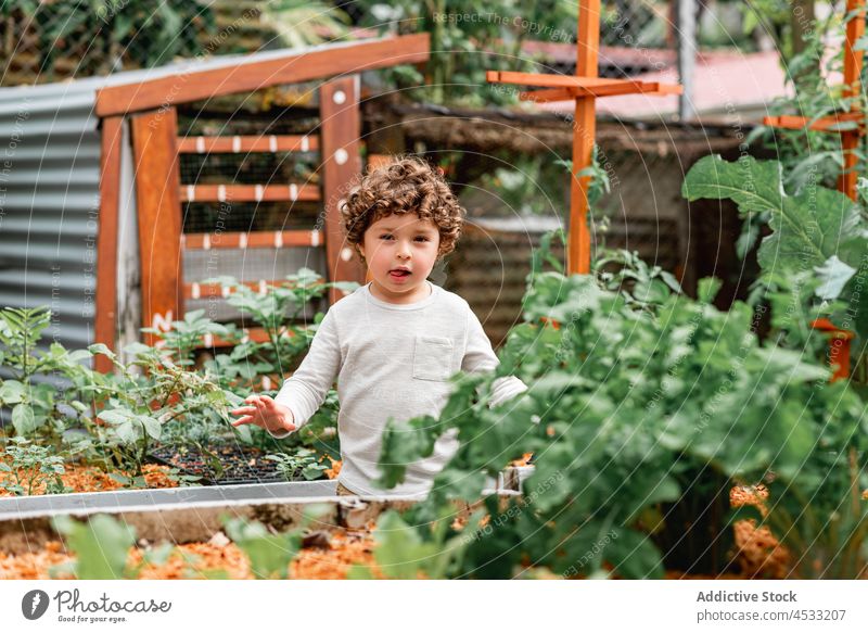 Niedlicher kleiner Junge hilft im Garten Kind Pflanze wachsen Bett Kindheit unschuldig neugierig Hof Landschaft sprießen Aussaat Ackerbau krause Haare