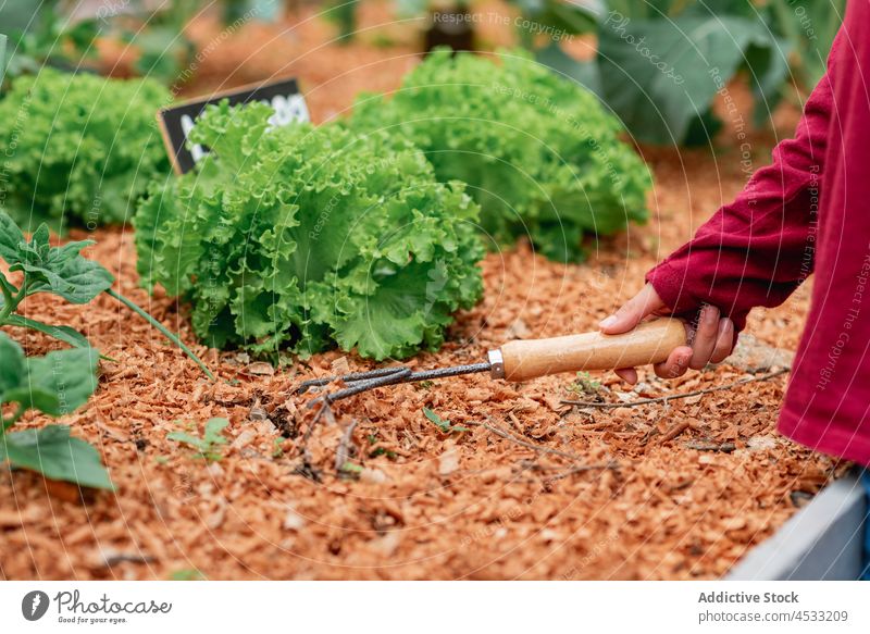 Landwirt lockert den Boden im Gartenbeet mit einer Harke Gärtner lockern Salatbeilage Suppengrün Bett Pflanze Ackerbau Agronomie Gemüse Bauernhof Werkzeug