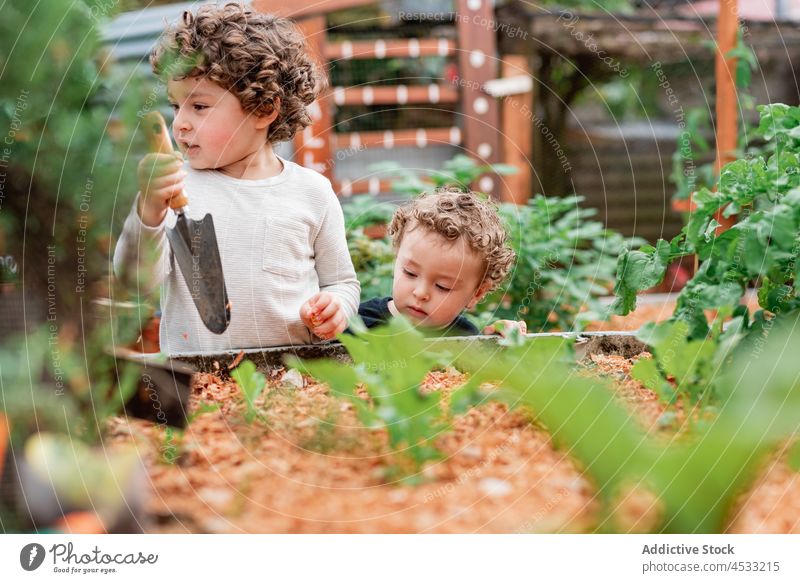 Neugierige kleine Jungen pflanzen Setzlinge im Garten Bruder Spaten Arbeit Landschaft neugierig Aussaat Pflanze kultivieren Zusammensein Kind niedlich ländlich