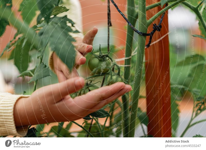 Frau prüft Tomatensetzlinge auf dem Bauernhof Gärtner Setzling kultivieren Gemüse unreif Pflege Ast vegetieren prüfen Dorf Pflanze Keimling wachsen Ackerland