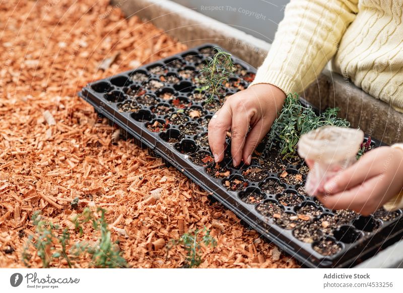 Anonymer Gärtner pflanzt Samen im Container Frau Pflanze Tablett Ackerbau Boden kultivieren sprießen wachsen Agronomie Landwirt fruchtbar Bett Bauernhof Aussaat