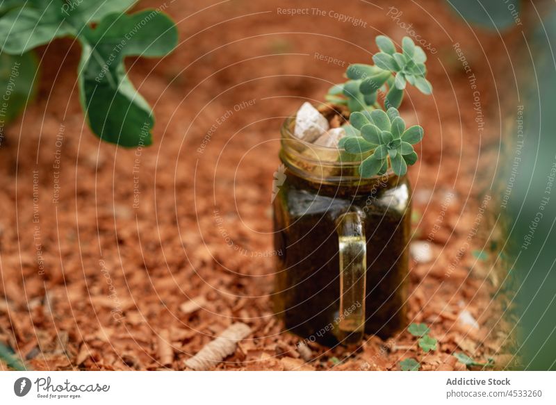 Grüne Sukkulente in Glasgefäß auf Boden Garten Bett Pflanze wachsen kultivieren Keimling klein Botanik vegetieren winzig sprießen Aussaat Setzling durchsichtig