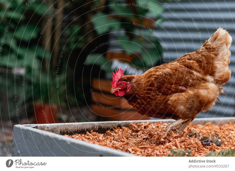 Hühner picken auf dem Gartenbeet eines Bauernhofs Hähnchen Viehbestand Futter Vogel Bett Landschaft heimisch Ackerbau Pute Tier Gefieder essen Landwirtschaft