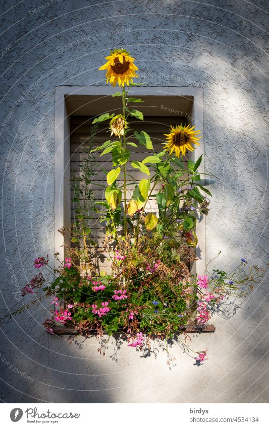 Wildwuchs auf der Fensterbank. Mit Sonnenblumen und anderen Blumen bewachsene Fensterbank zugewuchert Rollladen extrem Blüten blühen dicht bewachsen Hauswand
