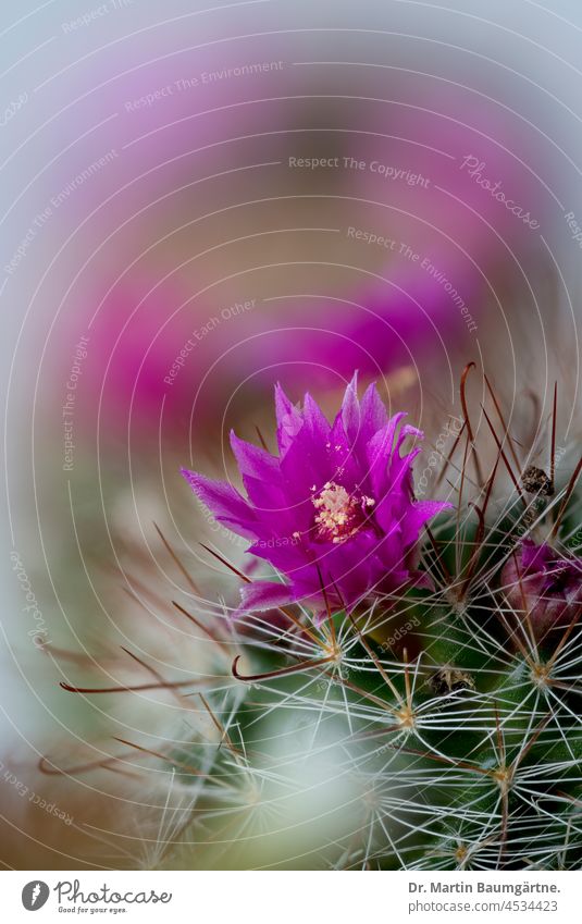 Blühender Mammillaria-Kaktus, im Hintergrund ein zweites Exemplar mit der typischen ringförmigen Anordnung der Blüten mammillaria Kakteen Warzenkaktus