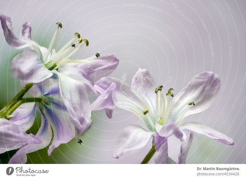 Mischtschenko-Blaustern - Scilla mischtschenkoana, Sorte Tubergeniana Blüte Blüten blühend Spargelgewächse Asparagaceae Frühjahrsblüher Zwiebelpflanze Pflanze