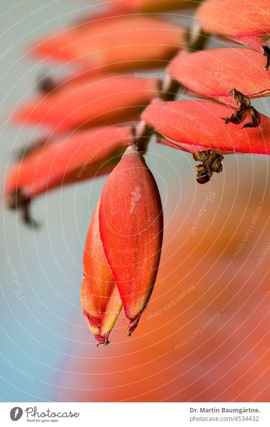 Bl.ütenstand von Tillandsia dyeriana, Bromeliaceae, Ananasgewächse Tillandsie Blütenstand Bromelie tropisch Epiphyt aus Ecuador Endemit orangefarbig Blume