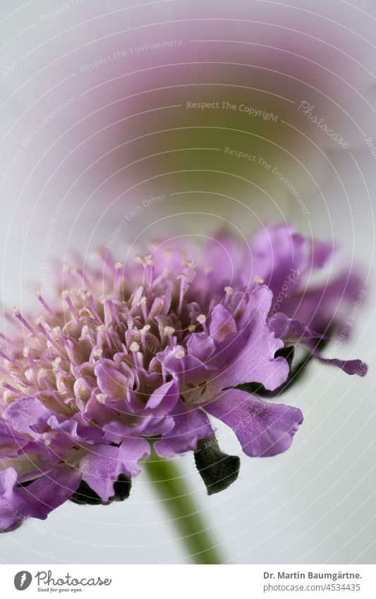 Blütenstand der Taubenskabiose, Scabiosa columbaria, Geißblattgewächse Skabiose blühen Blume Pflanze geringe Tiefenschärfe Caprifoliaceae Grindkraut Witwenblume