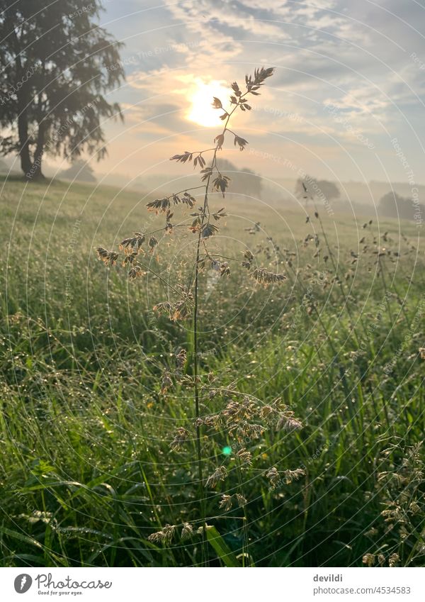 einzelne Pflanze vor der aufgehenden Sonne Wildpflanze Wiese Sonnenlicht Sonnenaufgang Morgenstimmung Morgennebel morgenlicht Eifel Aachen Monschau