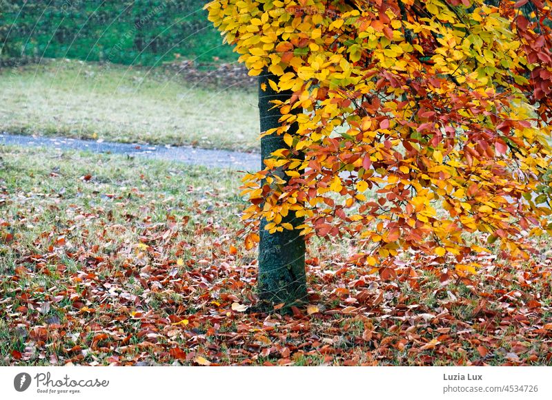 Herbstlaub am Weg Herbstfarben Herbststimmung trist gold Regen Natur Herbstfärbung herbstlich Herbstwetter Blätter Jahreszeiten Laubwerk fallen Herbstsaison