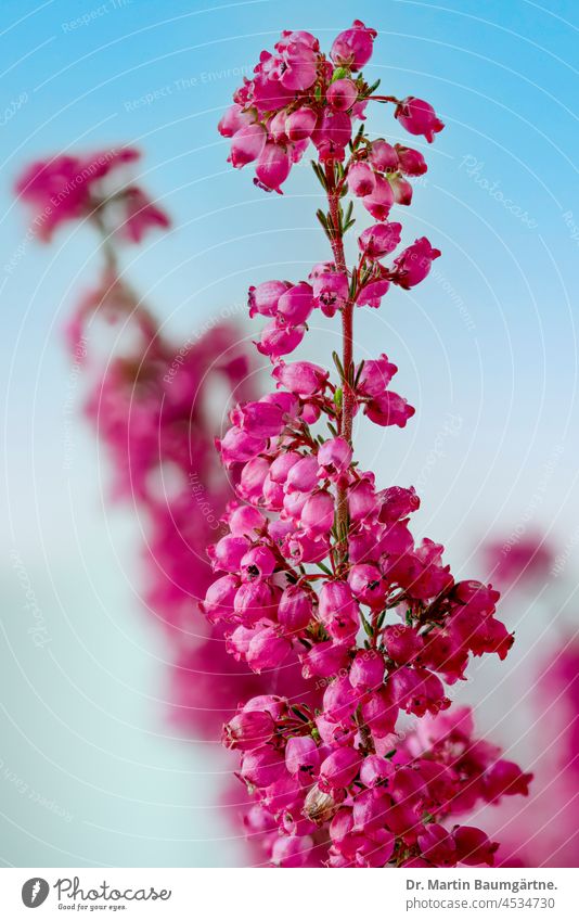 Blütenstände einer Glockenheide, Erica gracilis, ein Strauch aus Südafrika nicht frosthart Blütenstand Ericaceae Heidekrautgewächse Pflanze Zierpflanze