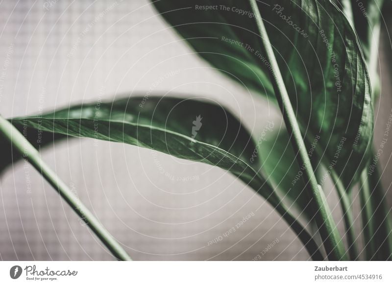 Grüne Blätter des Einblatt (Spathiphyllum) vor weißen Hintergrund grün Struktur Pflanze Stengel zart elegant Linien Bögen Zimmerpflanze