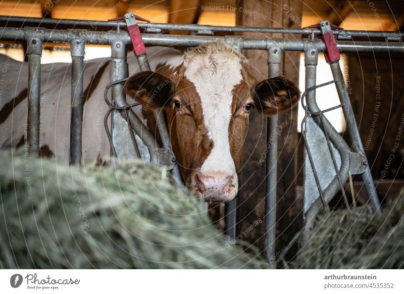 Zufriedene Fleckvieh Kuh steht im Stall vor frischem Heu kuh kuhstall Rind fleckvieh landwirtschaft bauernhof landwirtschaftlich stallung natur tier Tiergesicht
