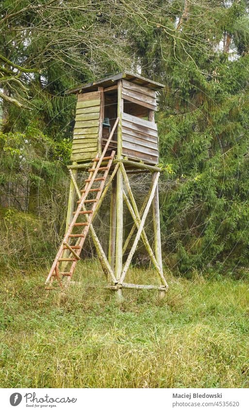 Hölzerner Jagdturm für Hirsche und Wildschweine im Wald. Tierhaut Wälder stehen blind Natur grün Baum Umwelt Tag im Freien Wildnis Herbst fallen Saison Turm