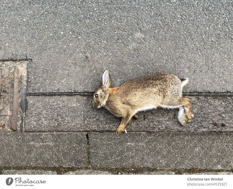Ein totes Kaninchen liegt am Straßenrand Totes Tier Tod Hase & Kaninchen Vergänglichkeit sterben 1 Fell traurig Wildtier totes Wildtier Traurigkeit liegen