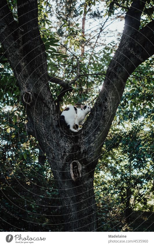 Katze sitzt auf einem Baum Kater sitzen Klettern Garten Natur freigänger Haustier Außenaufnahme beobachten Wachsamkeit Hauskatze Blick junge katze schwarz weiß