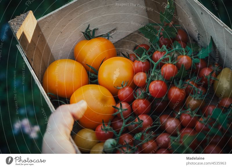 Tomaten in einer Holzkiste Ernte Tomatenernte Wildtomaten rote murmel stabtomate auriga gelbe birne hand tragen mischkultur bauerngarten